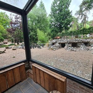 African penguin enclosure viewed from Indian Rhinoceros house