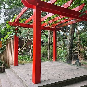 Red panda enclosure viewing