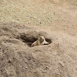 Black-tailed prairiedog