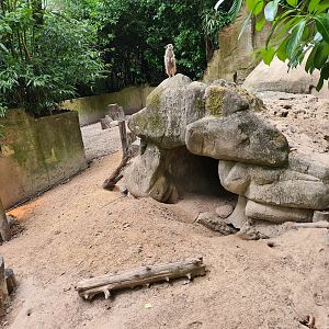 Meerkat enclosure