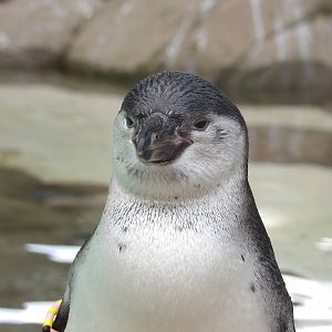Humboldt Penguin Chick (Spheniscus humboldti)