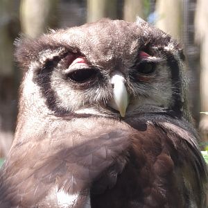 Verreaux's Eagle-Owl (Ketupa lactea)
