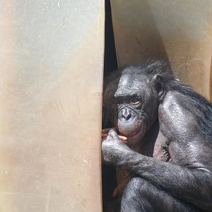 Bonobo (Pan paniscus)