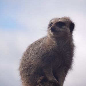 Meerkat (Suricata suricatta)