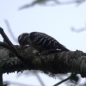 Gray-capped Pygmy Woodpecker