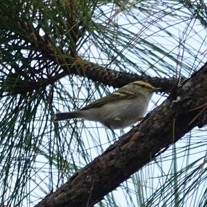 Pallas's Leaf Warbler