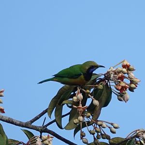 Orange-bellied Leafbird
