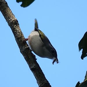White-browed Shrike-Babbler