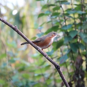 Rusty-cheeked Scimitar-Babbler