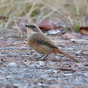 Gray Bushchat