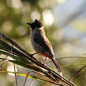 Sooty-headed Bulbul