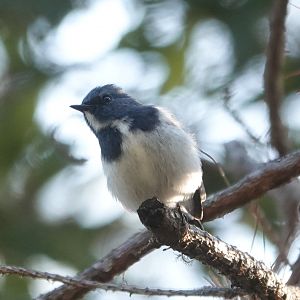Ultramarine Flycatcher