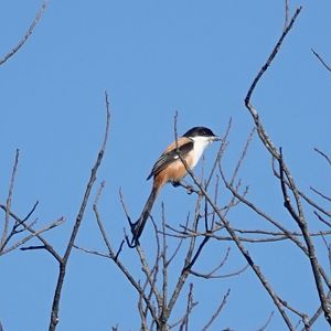Long-tailed Shrike