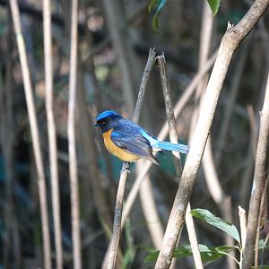 Rufous-bellied Niltava