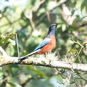 Chestnut-bellied Rock-Thrush