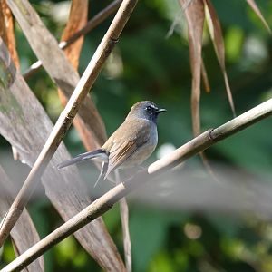 Rufous-gorgeted Flycatcher
