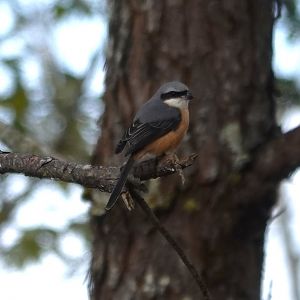 Gray-backed Shrike