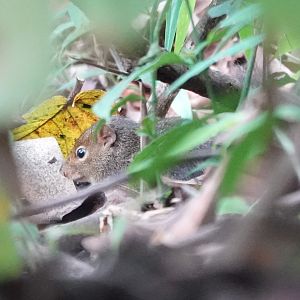 Indochinese ground squirrel