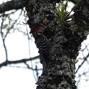 Stripe-breasted Woodpecker