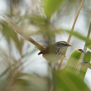 Hill Prinia
