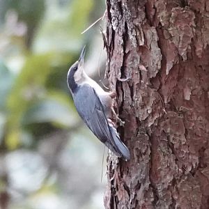 Giant Nuthatch