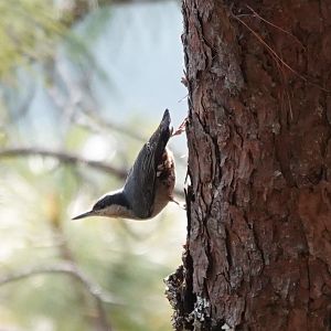 Giant Nuthatch