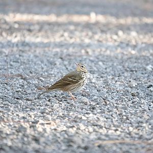 Olive-backed Pipit