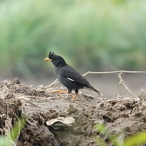 Great Myna