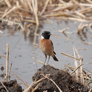 Amur Stonechat