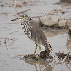 Chinese Pond-Heron