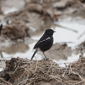Pied Bushchat