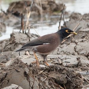 Common Myna