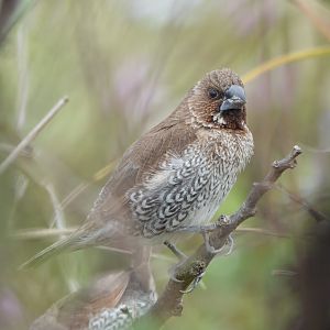 Scaly-breasted Munia