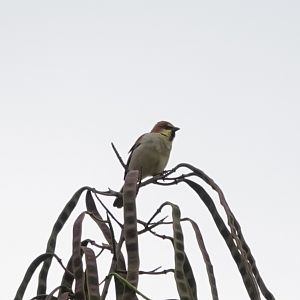 Plain-backed Sparrow