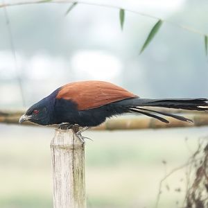 Greater Coucal
