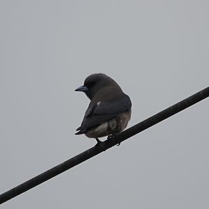 Ashy Woodswallow