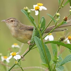 Plain Prinia