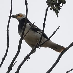 Black-collared Starling