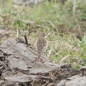 Richard's Pipit