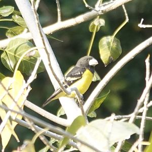 Spot-winged Grosbeak