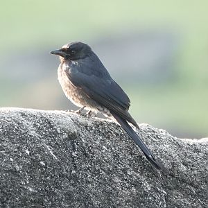 Ashy Drongo