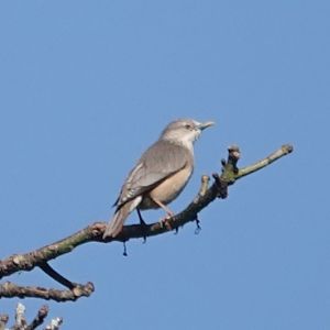 Chestnut-tailed Starling