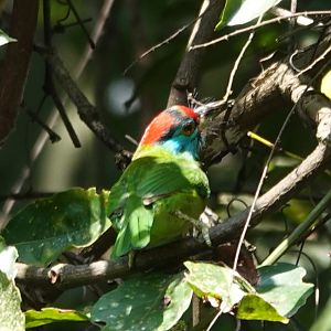Blue-throated Barbet