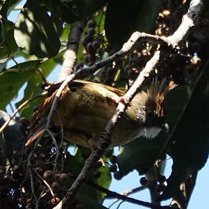 Puff-throated Bulbul