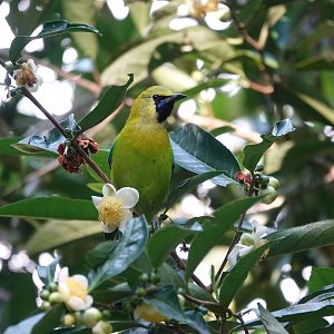 Golden-fronted Leafbird