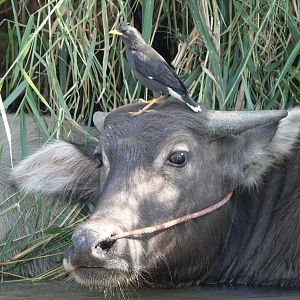 Great Myna and Domestic Water Buffalo