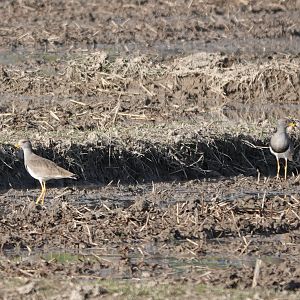 Gray-headed Lapwing