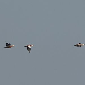 Ruddy Shelduck