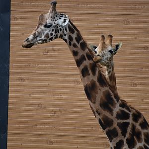 Rothschild Giraffe - Giraffa cameleopardalis rothschildi