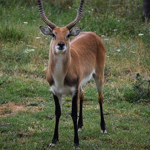 Red lechwe - Kobus leche leche